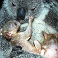 koala_nursing