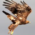 Aquila chrysaetos golden eagle 金雕