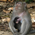 monkey_nursing