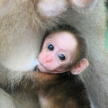 monkey_nursing_5