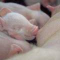 piglets-nursing