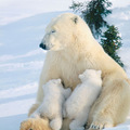 polar_bear_nursing