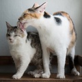 a calico licking a tabby