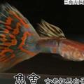 http://www.guppytaiwan.com.tw/thread-615099-1-1.html
老爹魚舍　古老品系
Poecilia reticulata    guppy
動物界脊索動物門脊椎動物亞門輻鰭魚綱新鰭亞綱鱂形目鱂亞目花鱂科花鱂屬孔雀花鱂種