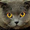 黃眼灰貓
