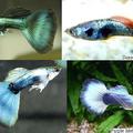 Poecilia reticulata 中文別稱：鳳尾魚、彩虹魚、百萬魚、庫比魚  guppy
動物界脊索動物門脊椎動物亞門輻鰭魚綱新鰭亞綱鱂形目鱂亞目花鱂科花鱂屬孔雀花鱂種