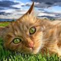 綠眼黃貓