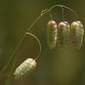 Rattlesnake grass