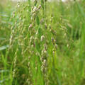 Rattlesnake grass 2