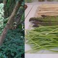 野蘆筍(wild asparagus)
