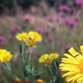 白緣眼灰蝶與Fleabane