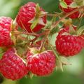 覆盆子(raspberry)