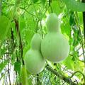 葫蘆科葫蘆屬的爬藤植物一般叫 gourd，種類很多，其中的 bottle gourd 就叫做 calabash，學名 Lagenaria siceraria