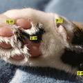 貓爪各部位名稱 指球有四個 掌球一個 (據稱各貓咪掌球形狀不同) 狼爪一 手根球一(僅前爪有手根球)