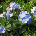 Myosotis alpestris高山毋忘我 紫草科/紫草亞科/勿忘草屬（Myosotis希臘字義是「小老鼠耳朵」） 阿拉斯加州的州花、Westmorland郡花，Alpine Forget-me-not