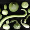 lagenaria bottle gourds
葫蘆科葫蘆屬的爬藤植物一般叫 gourd，種類很多，其中的 bottle gourd 就叫做 calabash，學名 Lagenaria siceraria