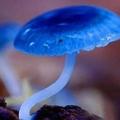 炫藍磨菇(藍瘦香菇)