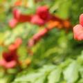 trumpet vine