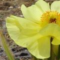 Meconopsis-integrifolia