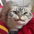 vampire cat Loki from Burlington, Vt. 動物庇護所棄貓 新主人Kaetlyn
健康問題除了 