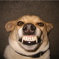 Funny-Vampire-Dog-2