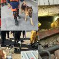 2016高雄美濃地震 去台南永康永大路維冠大樓救援的搜救犬  
拉布拉多均來自台東的支援