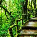雨中森林步道