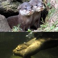 Giant river otter pups/learning swimming.食肉目鼬科水獺亞科巨獺屬巨獺種Pteronura brasiliensis, 又名巴西大水獺, 原生於南美, 體重可達30公斤以上, 瀕臨滅絕