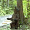 熊 (back rubbing )