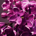 magenta lilacs