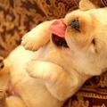 狗睡覺伸舌頭