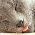 貓睡覺伸舌頭