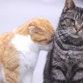 左邊叫八朔（Scottish Fold，蘇格蘭摺耳貓），右邊叫瑪蒂塔（Tabby，虎斑貓），牠們是《離婚萬歲》（日名：最高の離婚，富士2013）中的兩隻貓演員。