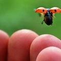 體色有黑、藍、紅、橙、黃、褐色等, 搭配卡通式黑點, 孩童、農夫及園丁最愛. 吃害蟲, 原叫 "Beetle of Our Lady", 後簡短為 ladybug.