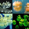 各種不同顏色  倒立水母又叫朝天水母, 英名Upside Down Jellyfish, 學名Cassiopea andromeda