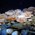 高雄林園海洋溼地公園出現倒立水母群http://17itaiwan.url.com.tw/DOC_2697.htm
倒立水母又叫朝天水母, 英名Upside Down Jellyfish, 學名Cassiopea andromeda