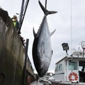 Bluefin Tuna, 北方藍鰭金槍魚, 又名大西洋黑鮪/大西洋藍鰭金槍魚, 台灣稱 "北方黑鮪" 或 "串仔", 鰭部是較深的青色, 背部至腹部則為銀灰. 黑鮪魚是世上最大的鮪魚, Thunnus thynnus.