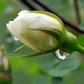 white rose bud with rain drops