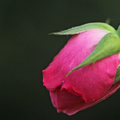 玫瑰花蕾(紅)與瓢蟲