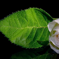 玫瑰花蕾(白)