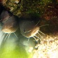 鰻鯰，正名線紋鰻鯰，俗名沙毛魚，英文名字叫 striped eel catfish，學名是 Plotosus lineatus
http://mypaper.pchome.com.tw/young1976/post/1322411236