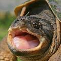 普通鱷龜（common snapping turtle）的學名是Chelydra serpentina，又名小鱷龜或擬鱷龜，最大可長至30幾公斤。普通鱷龜沒有受到保護，可以食用牠的肉。