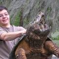 大鱷龜（alligator snapping turtle），與普通鱷龜是不同物種，學名Macroclemys temmincki，現存最古老的爬行動物，世界最大淡水龜，體重70~80公斤之間