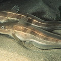 鰻鯰，正名線紋鰻鯰，俗名沙毛魚，英文名字叫 striped eel catfish，學名是 Plotosus lineatus