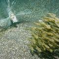 鯰球 vs. 石狗公 (獅子魚)
正名線紋鰻鯰，俗名沙毛魚，英文名字叫 striped eel catfish，學名是 Plotosus lineatus