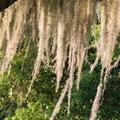 Spanish moss