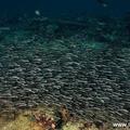 正名線紋鰻鯰，俗名沙毛魚，英文名字叫 striped eel catfish，學名是 Plotosus lineatus