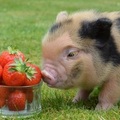 小豬吃草莓