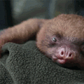 baby sloth yawns