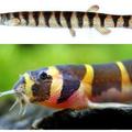蛇魚(庫勒潘鰍、Pangio kuhlii), 產於泰國/馬來西亞/印尼的溪流